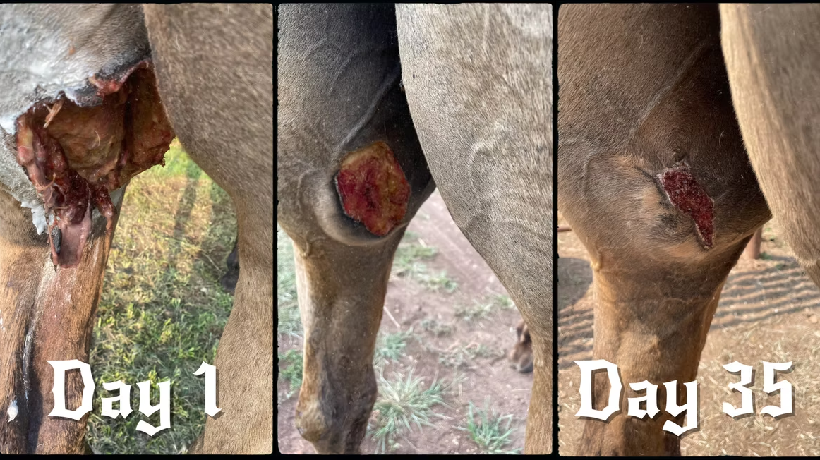 Customer photo series of a horse wound, labeled Day 1 and Day 35
