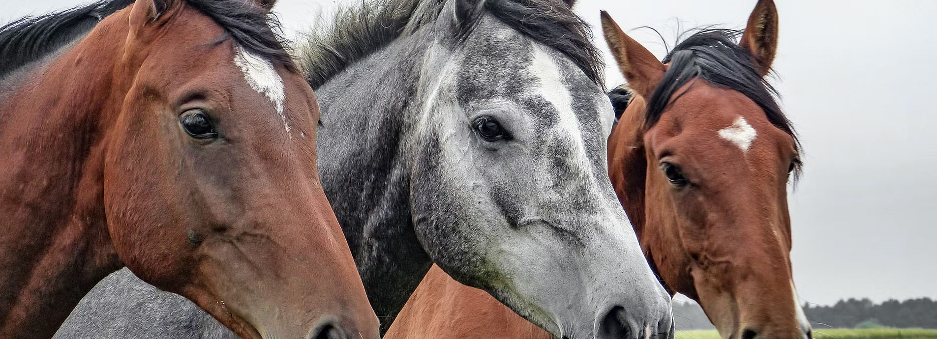 Three horses in a pasture