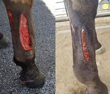 Two customer photographs of a horse leg after a cattle guard injury